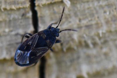 <i>Trapezonotus</i>