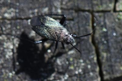 <i>Orthocephalus</i>