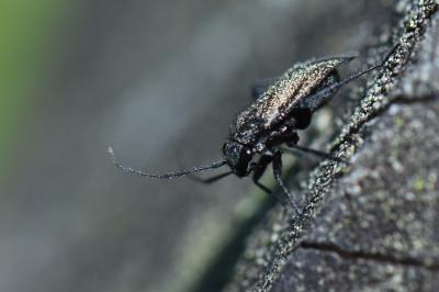 <i>Orthocephalus</i>