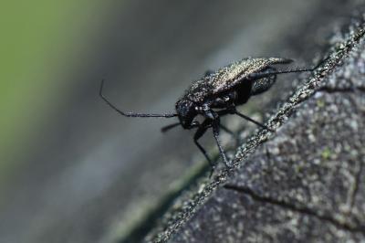 <i>Orthocephalus</i>