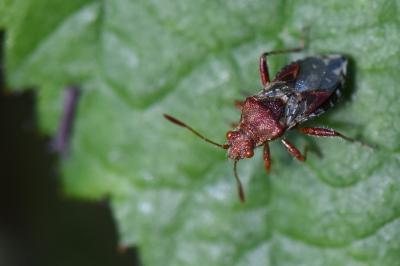 <i>Rhopalus subrufus</i>