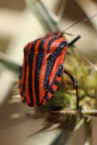 <i>Graphosoma italicum</i>