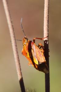 <i>Carpocoris purpureipennis</i>