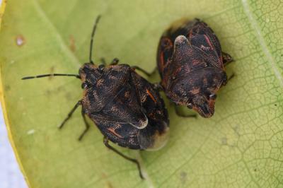 <i>Holcogaster fibulata</i>