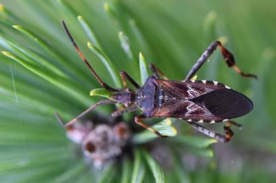 <i>Leptoglossus occidentalis</i>