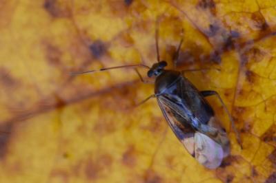 <i>Pinalitus cervinus</i>