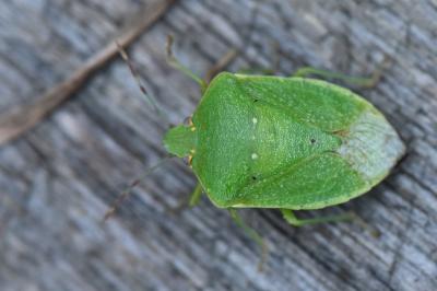 <i>Nezara viridula</i>