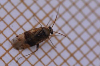 <i>Pinalitus cervinus</i>