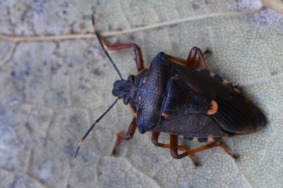 <i>Pinthaeus sanguinipes</i>