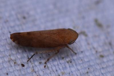 <i>Fieberiella florii</i>