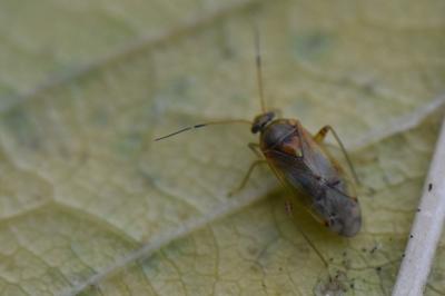 <i>Pinalitus cervinus</i>
