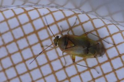 <i>Pinalitus cervinus</i>