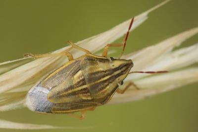 Aelia acuminata