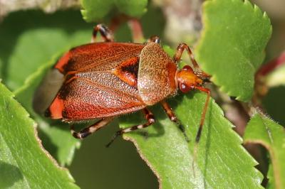 <i>Deraeocoris olivaceus</i>