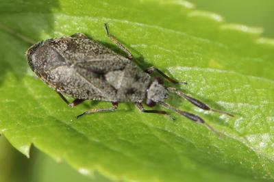 <i>Heterocordylus</i>