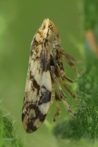 <i>Philaenus spumarius</i>