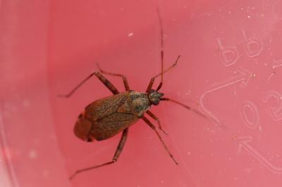 <i>Closterotomus fulvomaculatus</i>