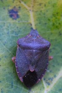 <i>Palomena prasina</i>