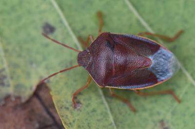 <i>Piezodorus lituratus</i>
