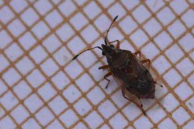 <i>Kleidocerys resedae</i>