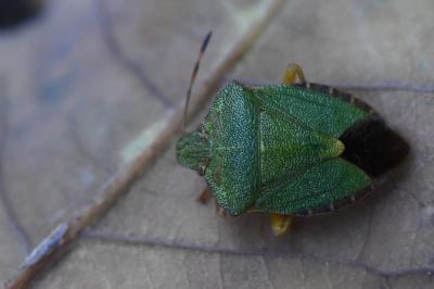 <i>Palomena prasina</i>