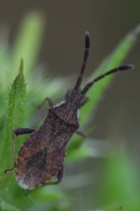 <i>Coriomeris denticulatus</i>