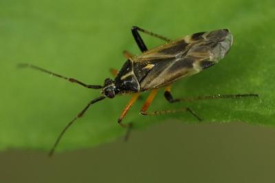 <i>Harpocera thoracica</i>