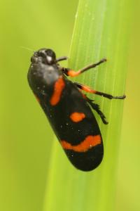 <i>Cercopis intermedia</i>