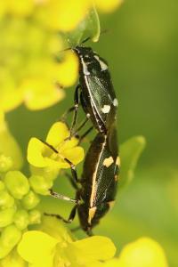<i>Eurydema oleracea</i>