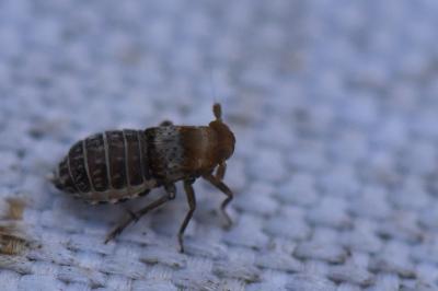 <i>Conomelus anceps</i>