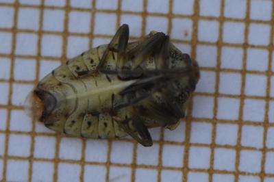 <i>Elasmucha grisea</i>