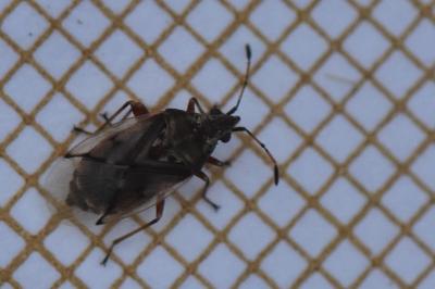 <i>Kleidocerys resedae</i>