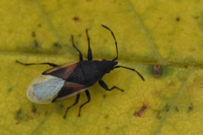<i>Oxycarenus lavaterae</i>
