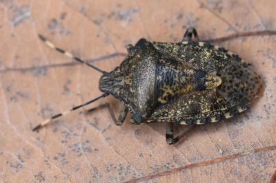 <i>Rhaphigaster nebulosa</i>