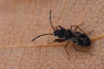 <i>Scolopostethus affinis</i>