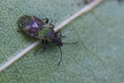 <i>Oxycarenus modestus</i>