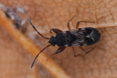<i>Scolopostethus affinis</i>