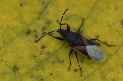 <i>Oxycarenus lavaterae</i>