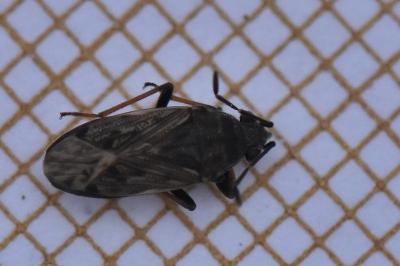 <i>Peritrechus gracilicornis</i>