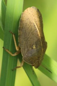 <i>Eurygaster austriaca</i>
