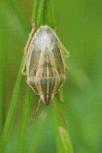 <i>Aelia acuminata</i>