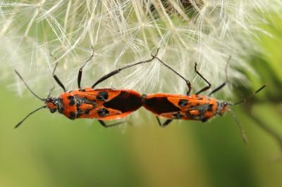 <i>Corizus hyoscyami</i>