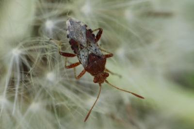 <i>Rhopalus subrufus</i>