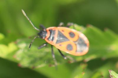<i>Pyrrhocoris apterus</i>