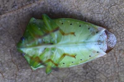 <i>Elasmostethus minor</i>