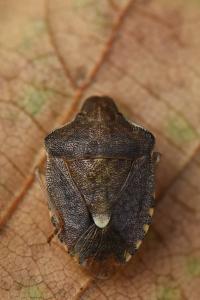 <i>Peribalus strictus</i>