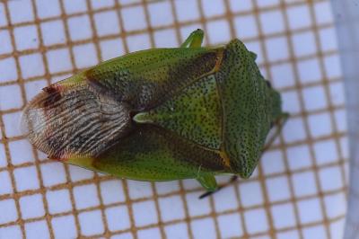 <i>Elasmostethus minor</i>