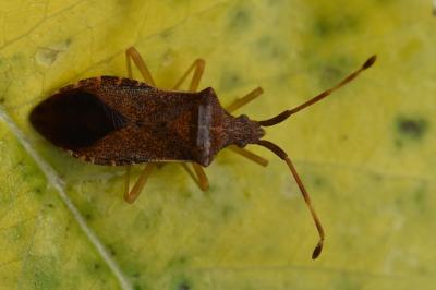<i>Gonocerus acuteangulatus</i>