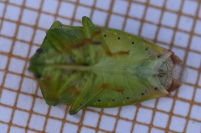 <i>Elasmostethus minor</i>