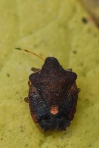 <i>Peribalus strictus</i>